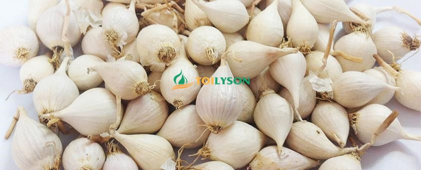 Tỏi cô đơn Lý Sơn