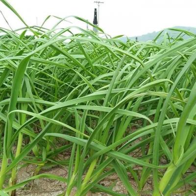 Tỏi non Lý Sơn