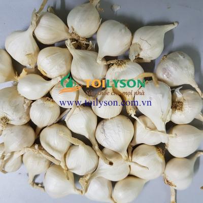 Tỏi 3 tép, tỏi 3 nhánh Lý Sơn hay còn gọi là tỏi tam tài