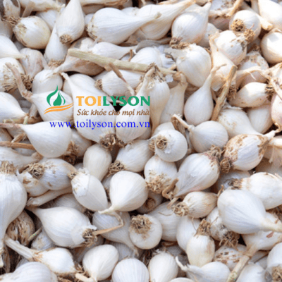 Tỏi cô đơn Lý Sơn, tỏi mồ côi, tỏi 1 nhánh - Garlic lonely Ly Son