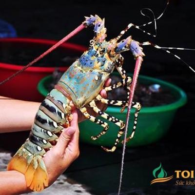 Tôm hùm Lý Sơn
